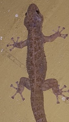 Phyllodactylus tuberculosus
