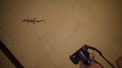 Phyllodactylus tuberculosus