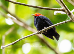 Ceratopipra rubrocapilla