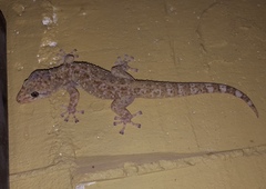 Phyllodactylus tuberculosus