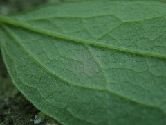 Clematis morefieldii