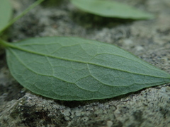 Clematis morefieldii