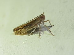 Stenocranus brunneus