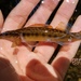 Sharpnose Darter - Photo (c) Evan Beall, some rights reserved (CC BY-NC-SA), uploaded by Evan Beall
