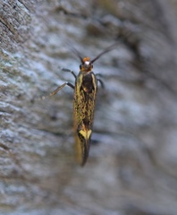 Esperia sulphurella