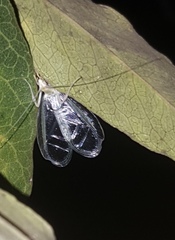 Oecanthus leptogrammus