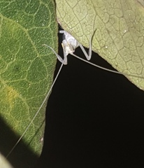 Oecanthus leptogrammus