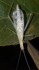 Oecanthus leptogrammus