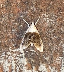 Lipocosmodes fuliginosalis