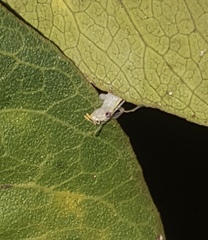 Oecanthus leptogrammus