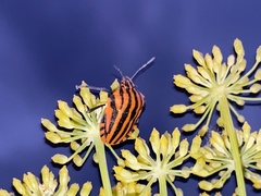 Graphosoma italicum italicum