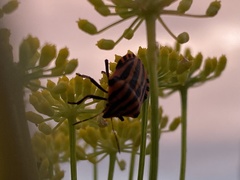 Graphosoma italicum italicum