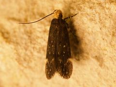 Chionodes hapsus