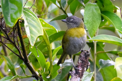Chlorospingus canigularis