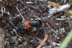 Platydracus stercorarius