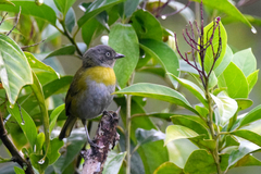 Chlorospingus canigularis