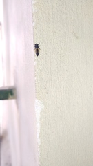 Harmonia axyridis
