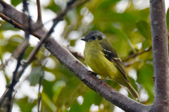 Phyllomyias cinereiceps