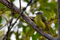 Phyllomyias cinereiceps