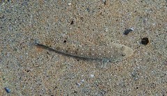 Platycephalus caeruleopunctatus