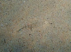 Platycephalus caeruleopunctatus