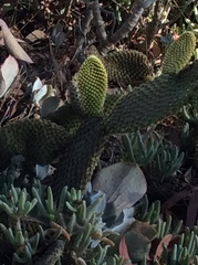 Opuntia microdasys