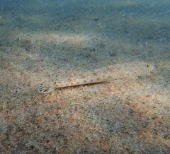 Platycephalus caeruleopunctatus