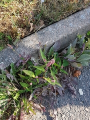 Persicaria maculosa