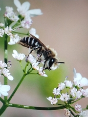 Colletes