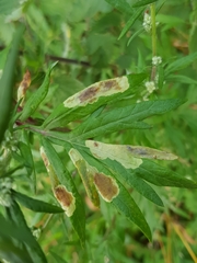 Calycomyza artemisiae