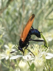 Mydas xanthopterus