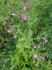Epilobium hirsutum