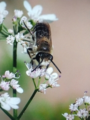 Colletes