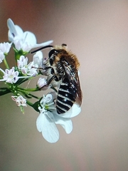 Colletes