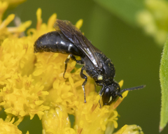 Hylaeus verticalis