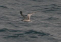 Thalasseus sandvicensis
