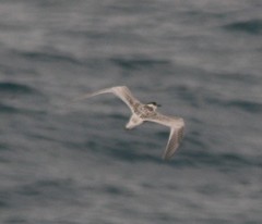 Thalasseus sandvicensis