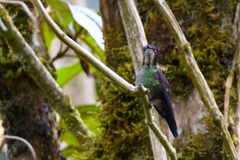 Ramphomicron microrhynchum