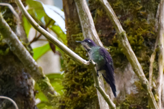 Ramphomicron microrhynchum