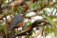 Conirostrum binghami