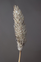 Phleum arenarium