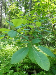 Cotinus obovatus