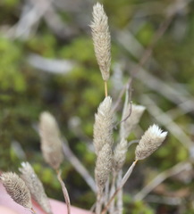 Phleum arenarium