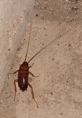 Periplaneta americana