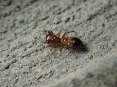 Synageles dalmaticus