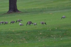 Branta hutchinsii hutchinsii