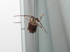 Aerenea brunnea