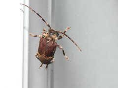 Aerenea brunnea