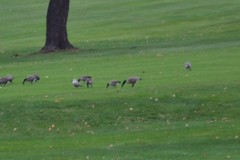 Branta hutchinsii hutchinsii