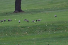 Branta hutchinsii hutchinsii